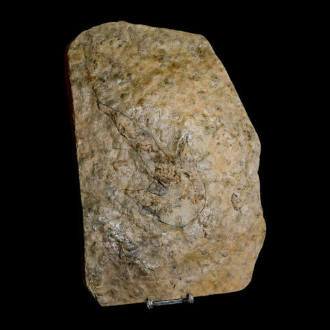 5.3" Grallator Variabilis Dinosaurs Track Foot Print Jurassic Age France COA, Stand - Fossil Age Minerals