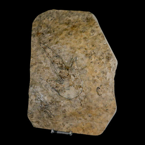 5.3" Grallator Variabilis Dinosaurs Track Foot Print Jurassic Age France COA, Stand - Fossil Age Minerals