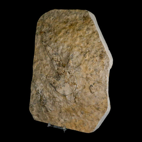 5.3" Grallator Variabilis Dinosaurs Track Foot Print Jurassic Age France COA, Stand - Fossil Age Minerals