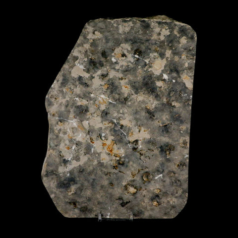 5.3" Grallator Variabilis Dinosaurs Track Foot Print Jurassic Age France COA, Stand - Fossil Age Minerals