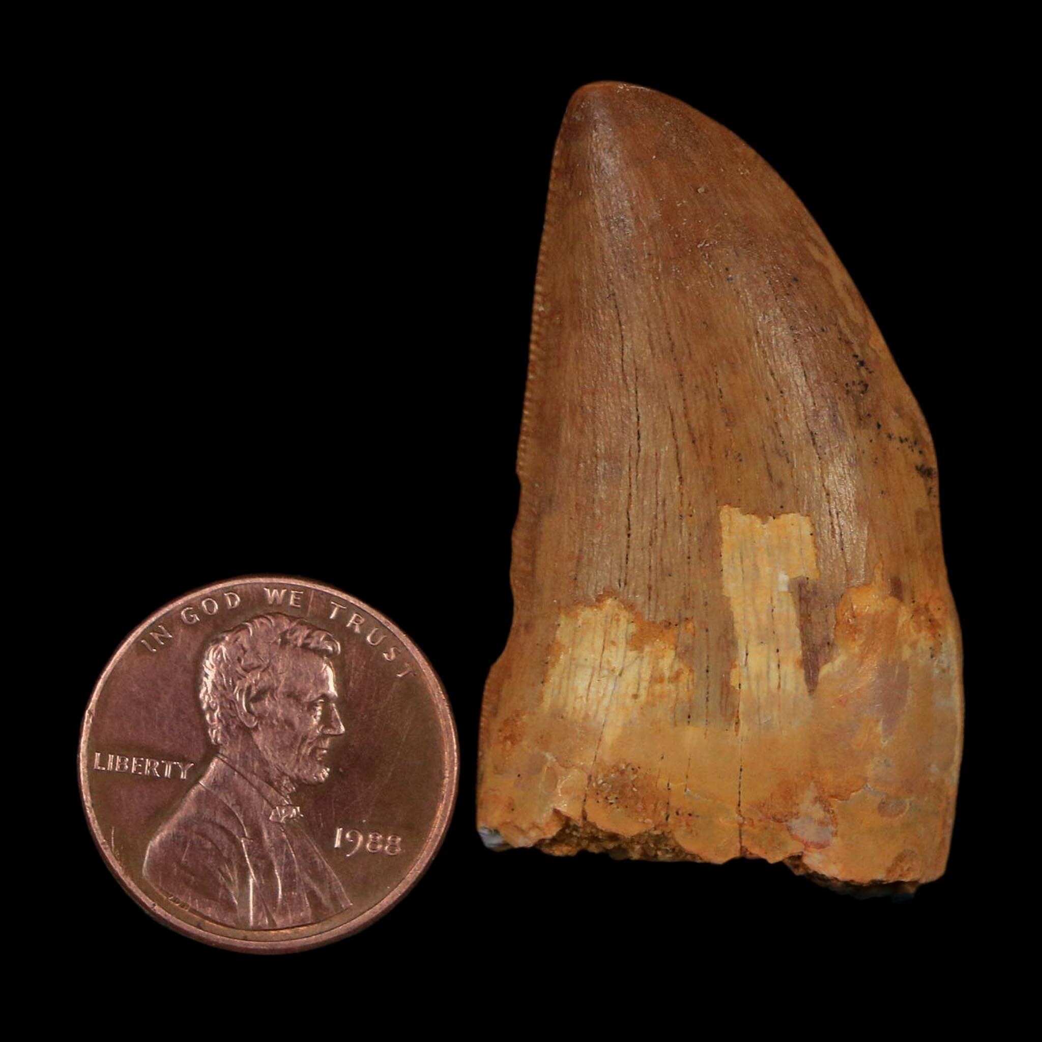 1.7" Carcharodontosaurus Fossil Tooth Cretaceous Dinosaur Morocco COA Stand - Fossil Age Minerals