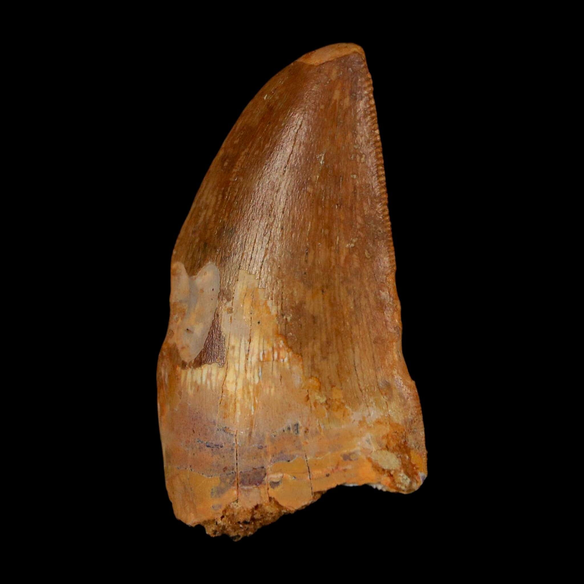 1.7" Carcharodontosaurus Fossil Tooth Cretaceous Dinosaur Morocco COA Stand - Fossil Age Minerals