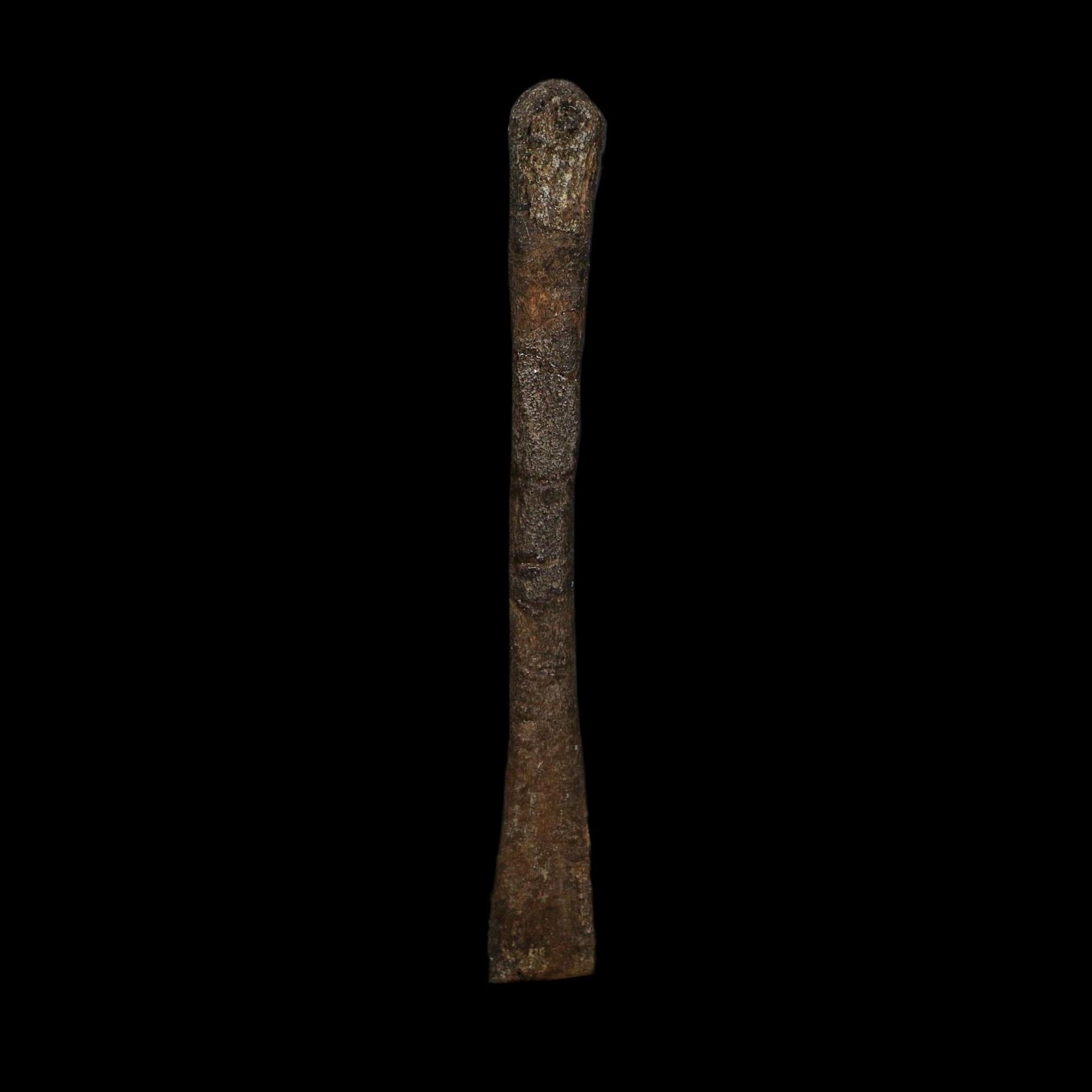 3.6" Saurornitholestes Raptor Limb Bone Fossil Two Medicine FM Montana COA - Fossil Age Minerals