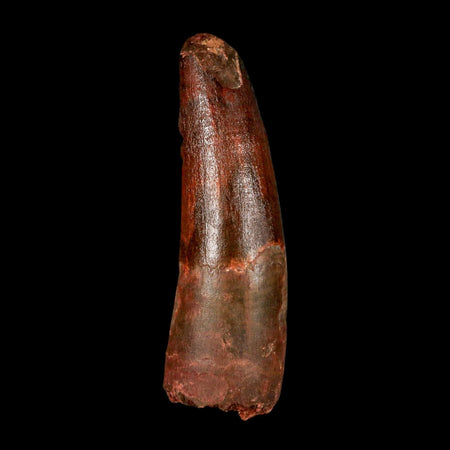 2.8" Spinosaurus Fossil Tooth 100 Million Years Old Cretaceous Dinosaur COA