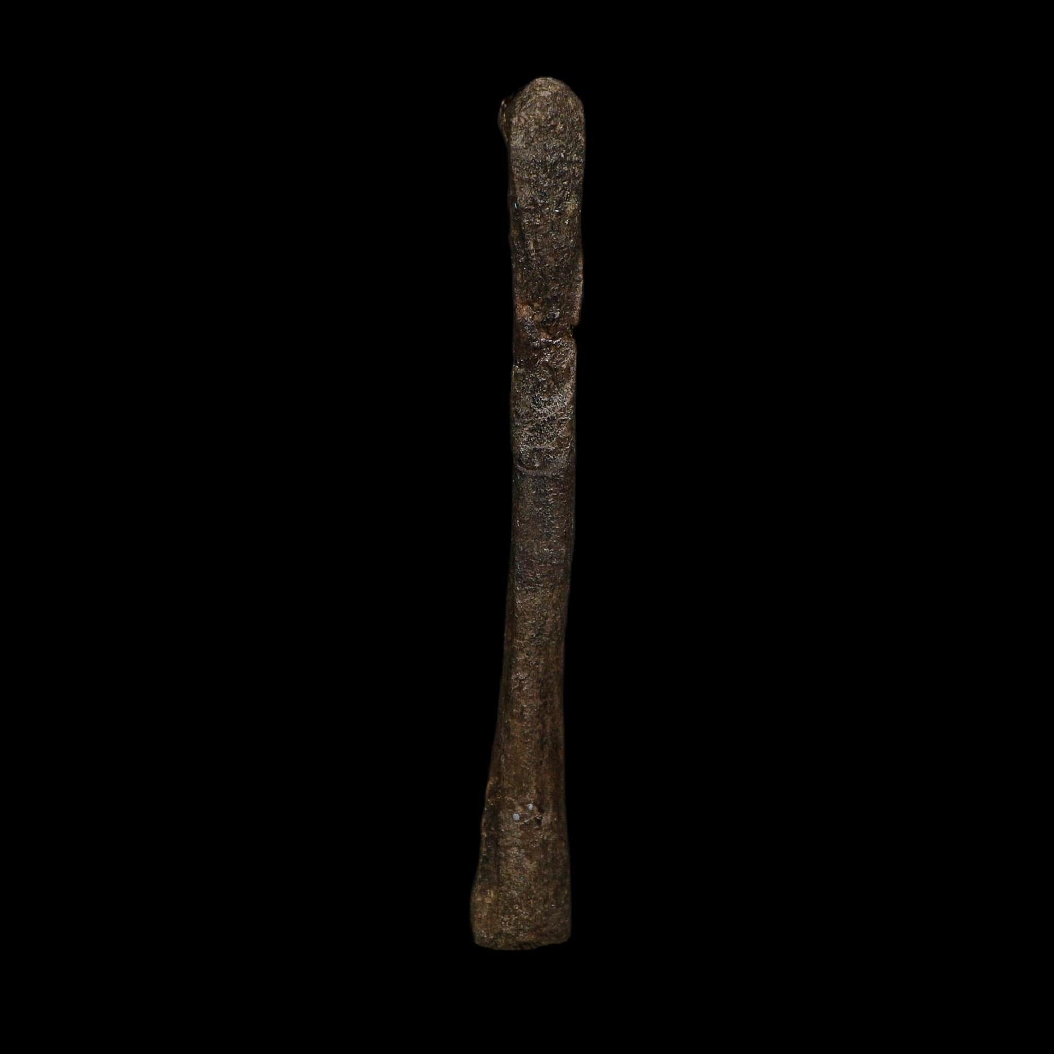 3.6" Saurornitholestes Raptor Limb Bone Fossil Two Medicine FM Montana COA - Fossil Age Minerals