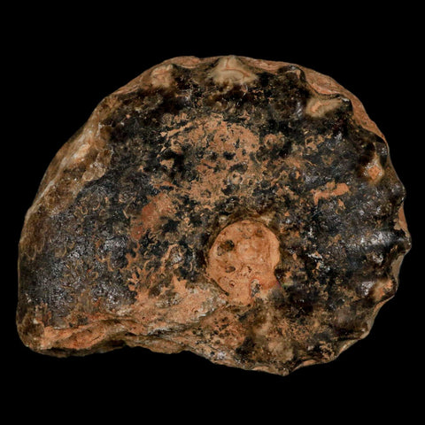 2.8" Mammites Nodosoides Ammonite Fossil Shell Upper Cretaceous Age Morocco - Fossil Age Minerals