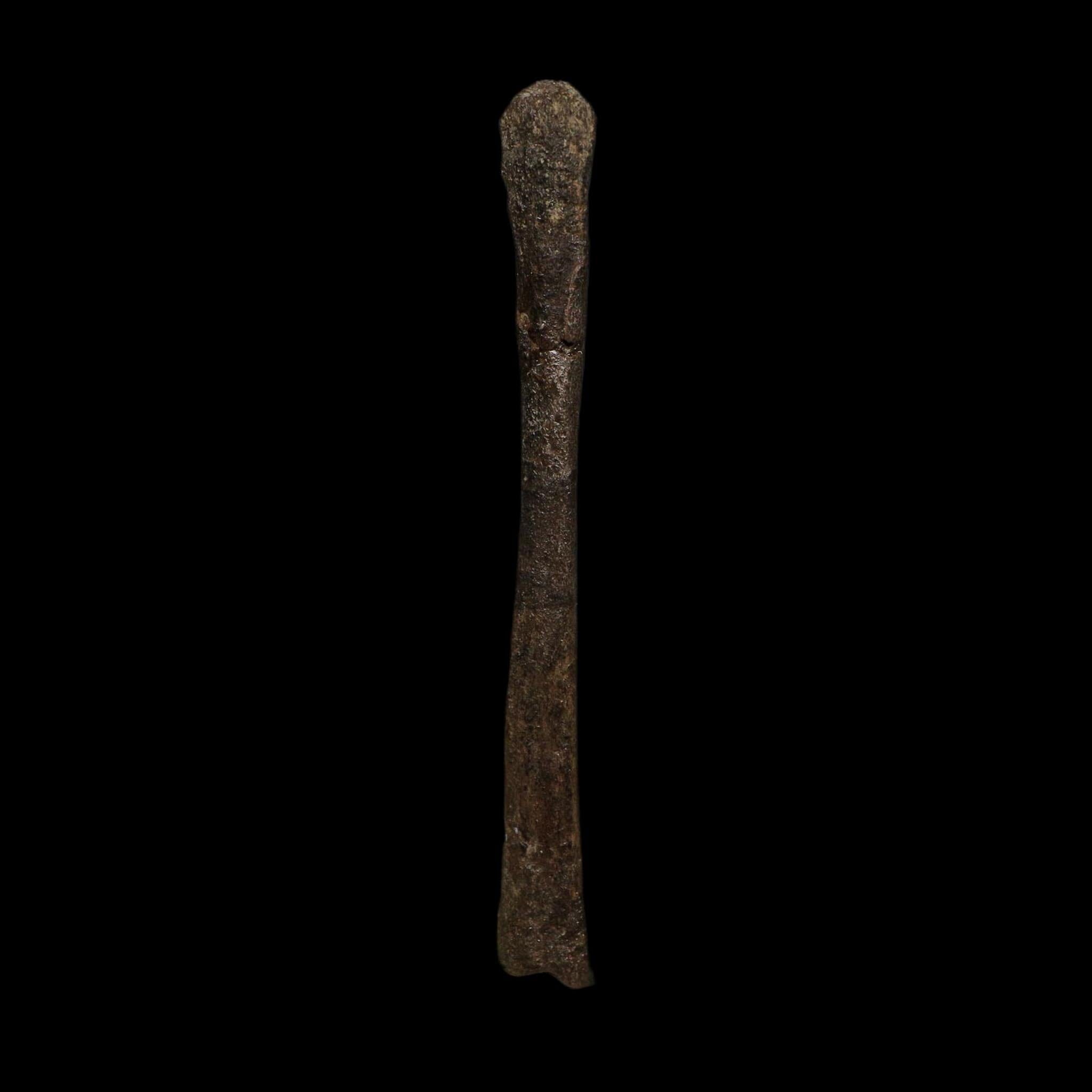 3.6" Saurornitholestes Raptor Limb Bone Fossil Two Medicine FM Montana COA - Fossil Age Minerals