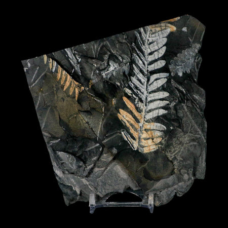 5" Alethopteris Fern Plant Leaf Fossil Carboniferous Age Llewellyn FM ST Clair, PA