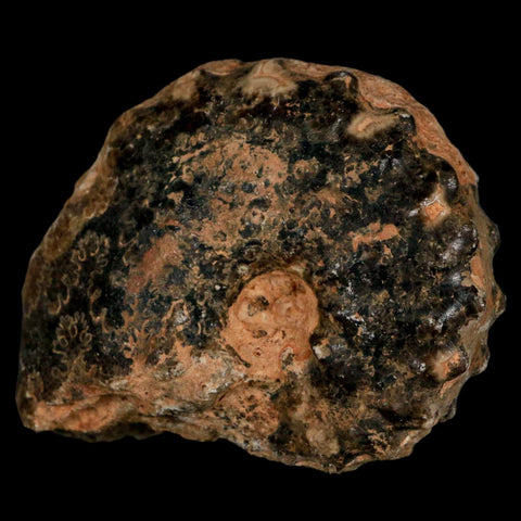 2.8" Mammites Nodosoides Ammonite Fossil Shell Upper Cretaceous Age Morocco - Fossil Age Minerals