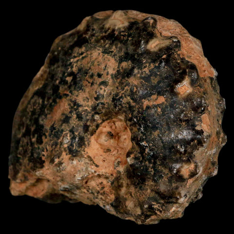 2.8" Mammites Nodosoides Ammonite Fossil Shell Upper Cretaceous Age Morocco - Fossil Age Minerals