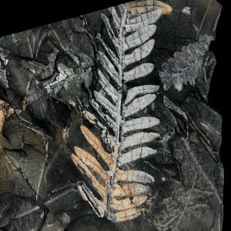 5" Alethopteris Fern Plant Leaf Fossil Carboniferous Age Llewellyn FM ST Clair, PA