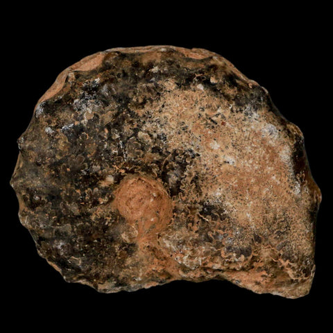 2.8" Mammites Nodosoides Ammonite Fossil Shell Upper Cretaceous Age Morocco - Fossil Age Minerals