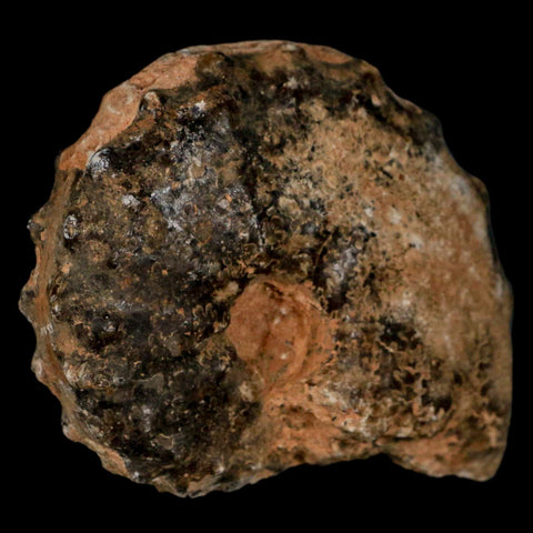 2.8" Mammites Nodosoides Ammonite Fossil Shell Upper Cretaceous Age Morocco - Fossil Age Minerals