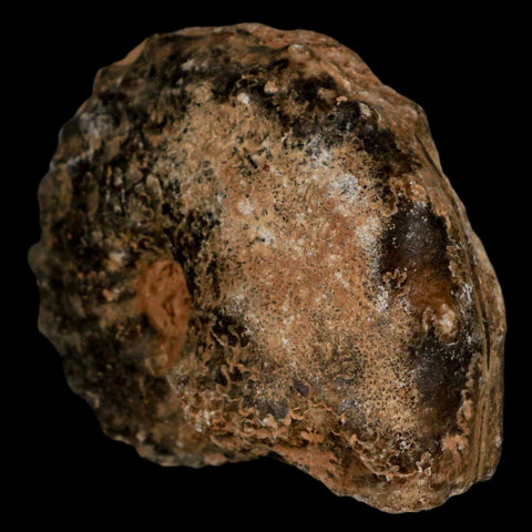 2.8" Mammites Nodosoides Ammonite Fossil Shell Upper Cretaceous Age Morocco - Fossil Age Minerals