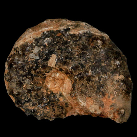 2.5" Mammites Nodosoides Ammonite Fossil Shell Upper Cretaceous Age Morocco