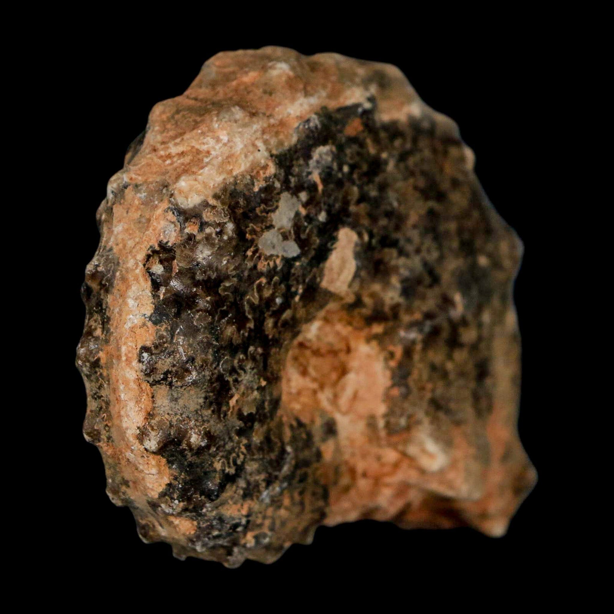 2.5" Mammites Nodosoides Ammonite Fossil Shell Upper Cretaceous Age Morocco - Fossil Age Minerals