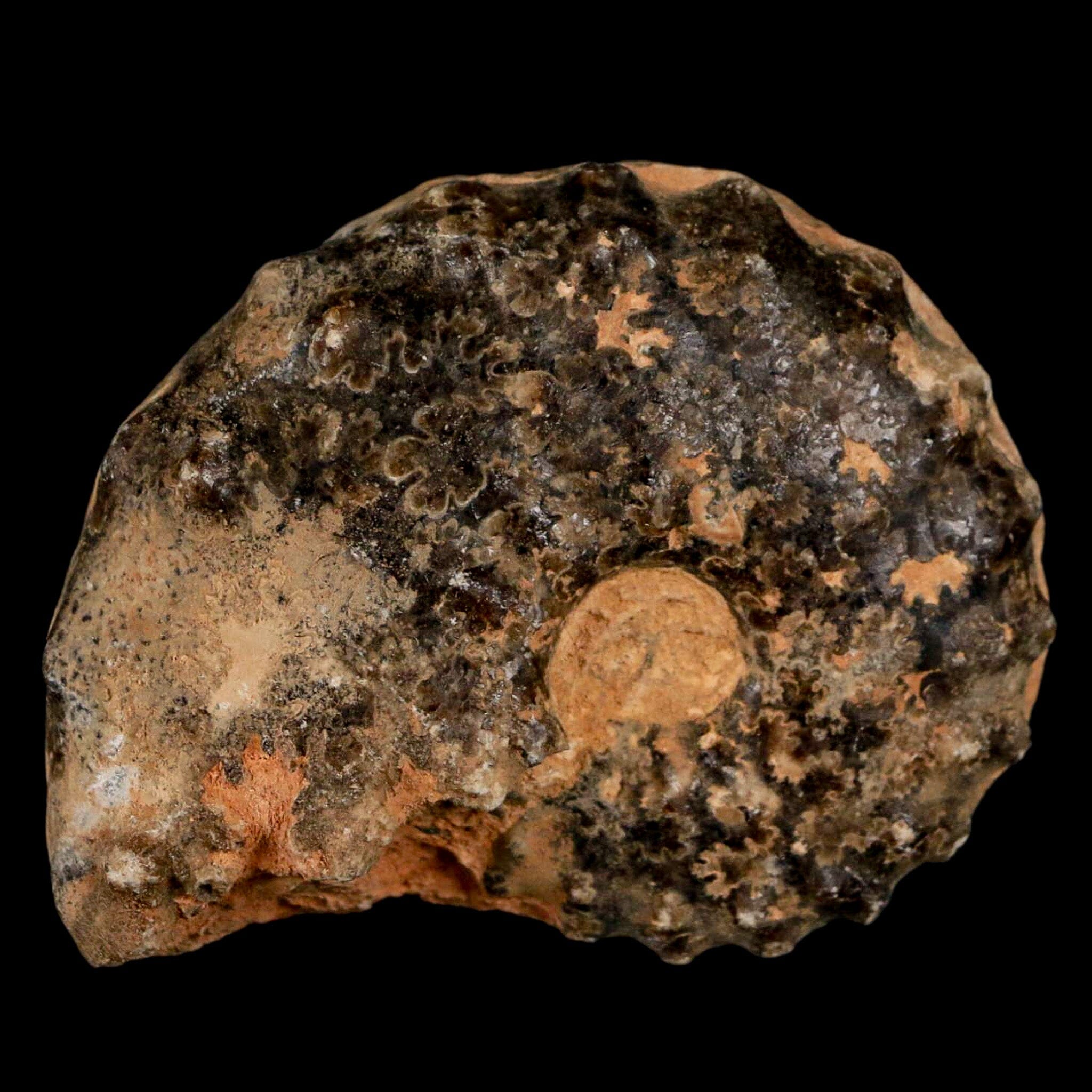 2.5" Mammites Nodosoides Ammonite Fossil Shell Upper Cretaceous Age Morocco - Fossil Age Minerals