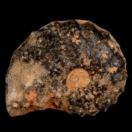 2.5" Mammites Nodosoides Ammonite Fossil Shell Upper Cretaceous Age Morocco