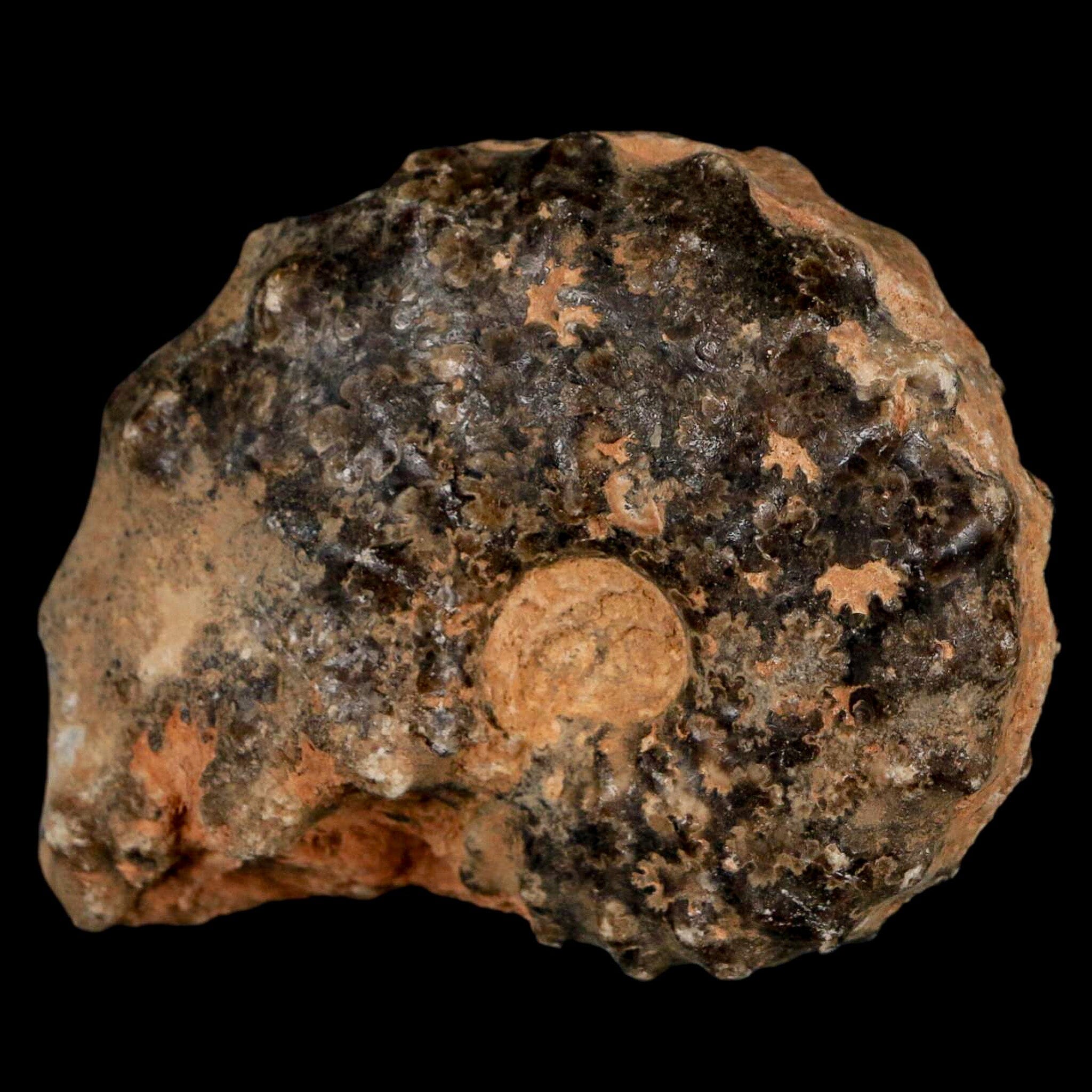 2.5" Mammites Nodosoides Ammonite Fossil Shell Upper Cretaceous Age Morocco - Fossil Age Minerals