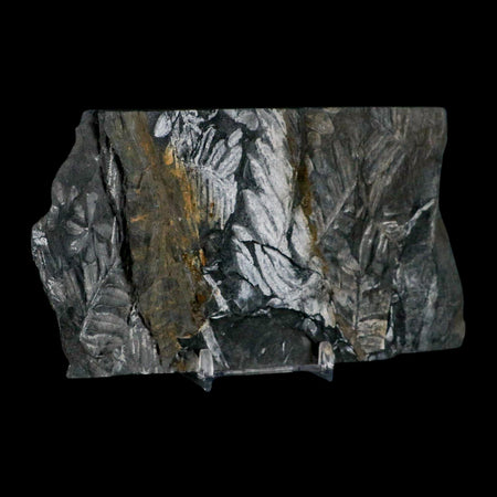 6" Alethopteris Fern Plant Leaf Fossil Carboniferous Age Llewellyn FM ST Clair, PA