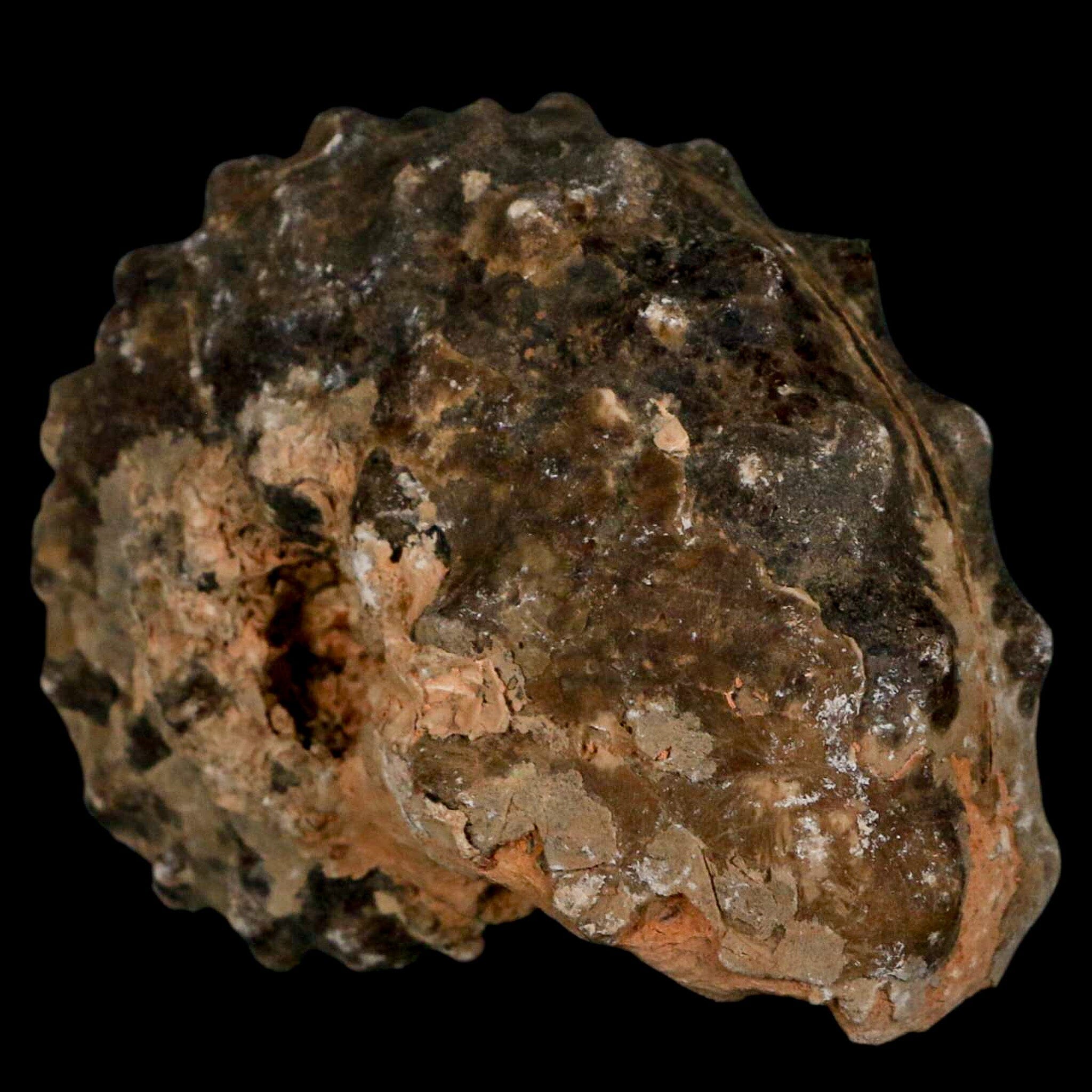 2.7" Mammites Nodosoides Ammonite Fossil Shell Upper Cretaceous Age Morocco - Fossil Age Minerals
