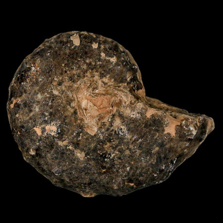 3.3" Mammites Nodosoides Ammonite Fossil Shell Upper Cretaceous Age Morocco