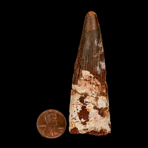 XL 3.1" Spinosaurus Fossil Tooth 100 Million Years Old Cretaceous Dinosaur COA - Fossil Age Minerals
