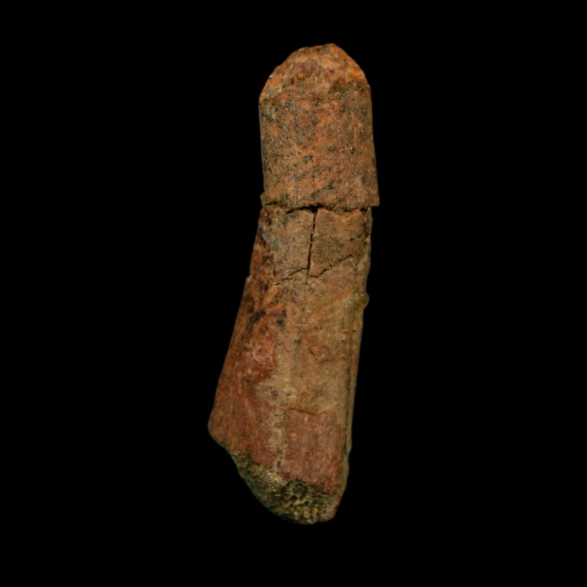 1.8" Raptor Fossil Ulna Bone Cretaceous Dinosaur Judith River FM Montana COA, Display - Fossil Age Minerals