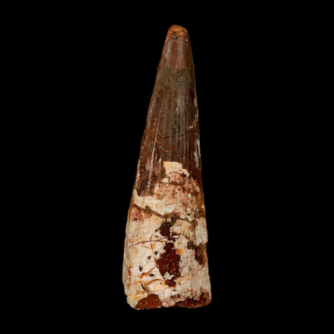 XL 3.1" Spinosaurus Fossil Tooth 100 Million Years Old Cretaceous Dinosaur COA - Fossil Age Minerals