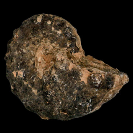 3.3" Mammites Nodosoides Ammonite Fossil Shell Upper Cretaceous Age Morocco