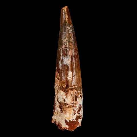 XL 3.1" Spinosaurus Fossil Tooth 100 Million Years Old Cretaceous Dinosaur COA - Fossil Age Minerals