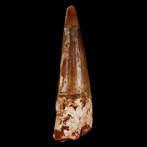 XL 3.1" Spinosaurus Fossil Tooth 100 Million Years Old Cretaceous Dinosaur COA - Fossil Age Minerals