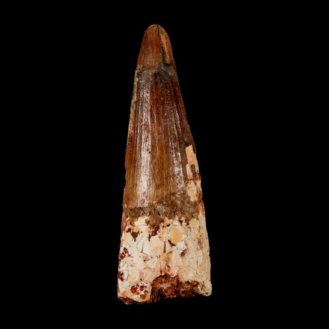 XL 3.1" Spinosaurus Fossil Tooth 100 Million Years Old Cretaceous Dinosaur COA - Fossil Age Minerals