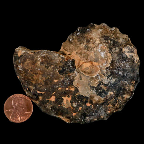 3.1" Mammites Nodosoides Ammonite Fossil Shell Upper Cretaceous Age Morocco - Fossil Age Minerals