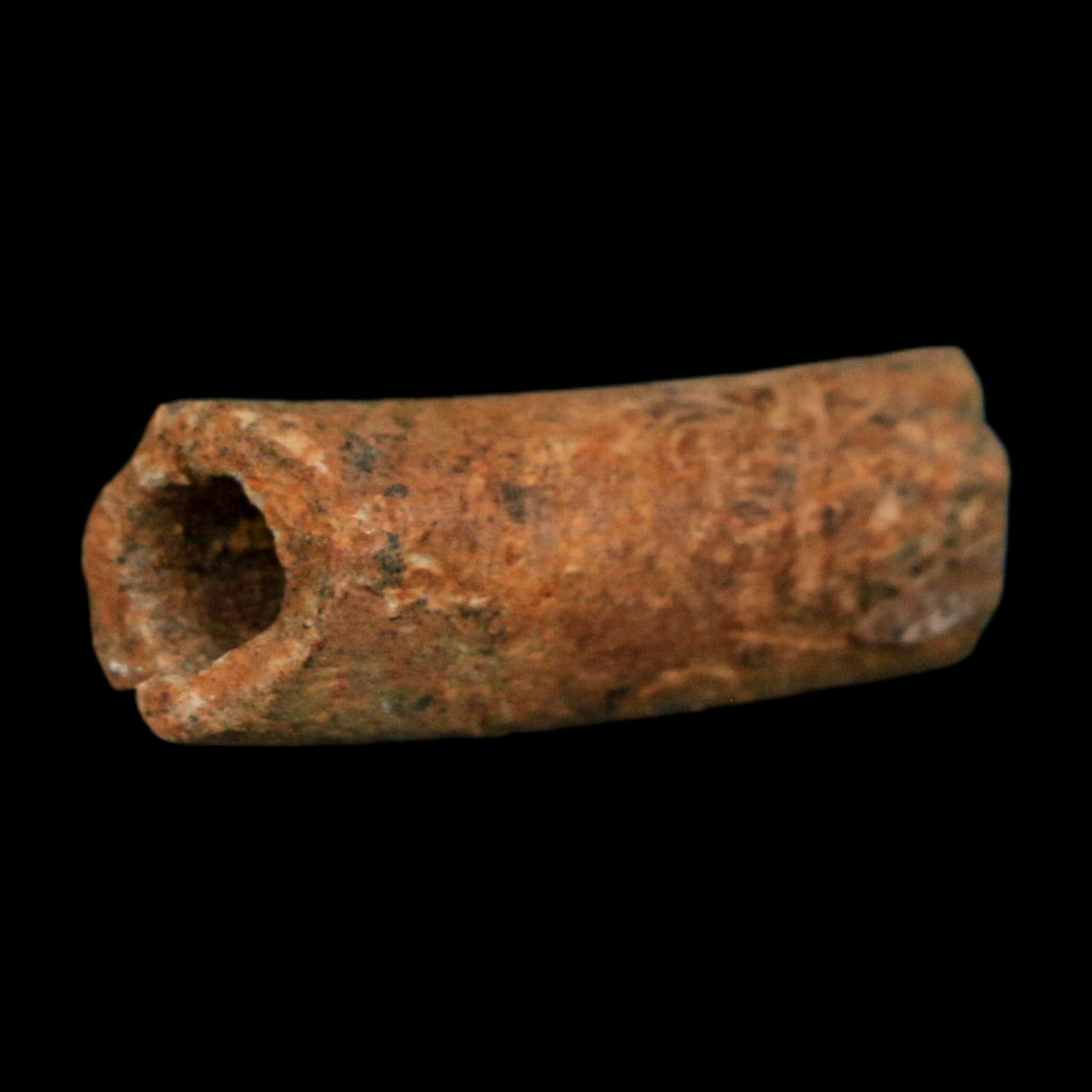 1.1" Raptor Fossil Ulna Bone Cretaceous Dinosaur Judith River FM Montana COA, Display - Fossil Age Minerals