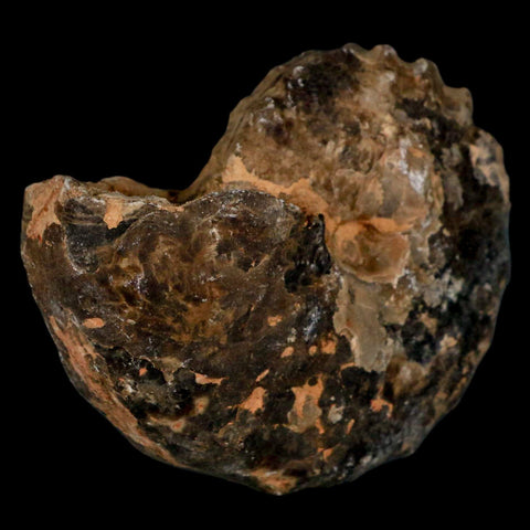 3.1" Mammites Nodosoides Ammonite Fossil Shell Upper Cretaceous Age Morocco - Fossil Age Minerals