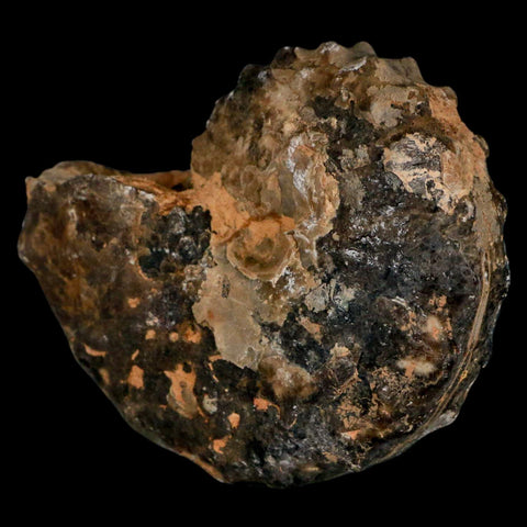 3.1" Mammites Nodosoides Ammonite Fossil Shell Upper Cretaceous Age Morocco - Fossil Age Minerals