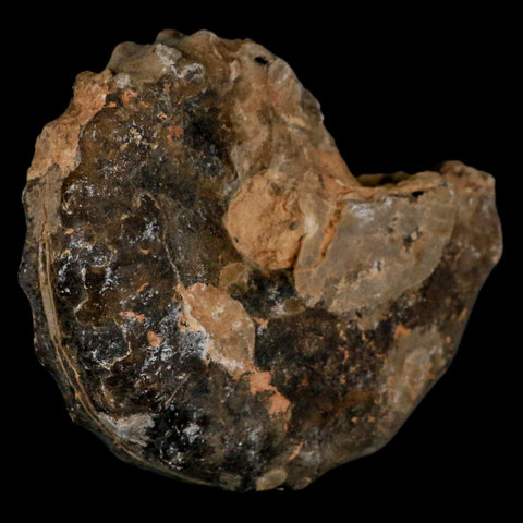 3.1" Mammites Nodosoides Ammonite Fossil Shell Upper Cretaceous Age Morocco - Fossil Age Minerals