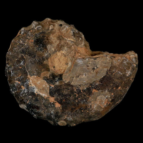 3.1" Mammites Nodosoides Ammonite Fossil Shell Upper Cretaceous Age Morocco - Fossil Age Minerals