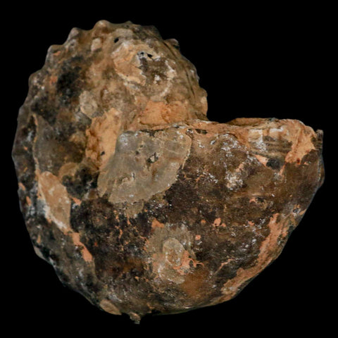 3.1" Mammites Nodosoides Ammonite Fossil Shell Upper Cretaceous Age Morocco - Fossil Age Minerals