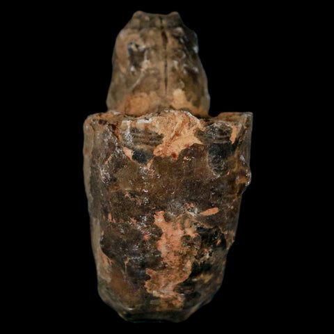 3.1" Mammites Nodosoides Ammonite Fossil Shell Upper Cretaceous Age Morocco - Fossil Age Minerals