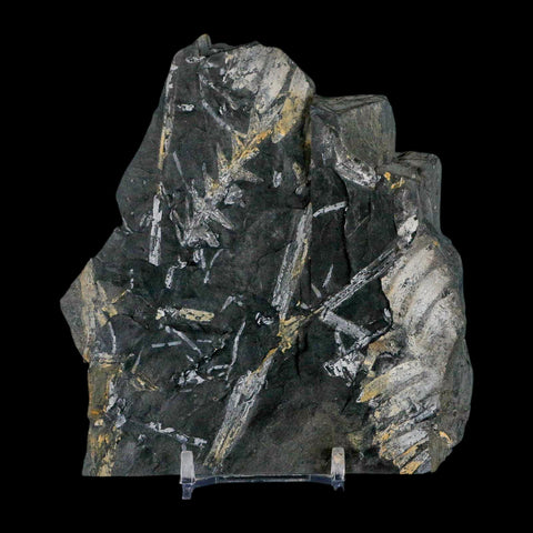 4.7" Alethopteris Fern Plant Leaf Fossil Carboniferous Age Llewellyn FM ST Clair, PA - Fossil Age Minerals