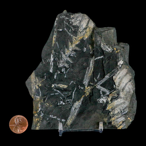 4.7" Alethopteris Fern Plant Leaf Fossil Carboniferous Age Llewellyn FM ST Clair, PA - Fossil Age Minerals