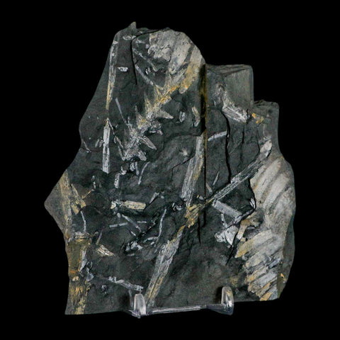 4.7" Alethopteris Fern Plant Leaf Fossil Carboniferous Age Llewellyn FM ST Clair, PA - Fossil Age Minerals