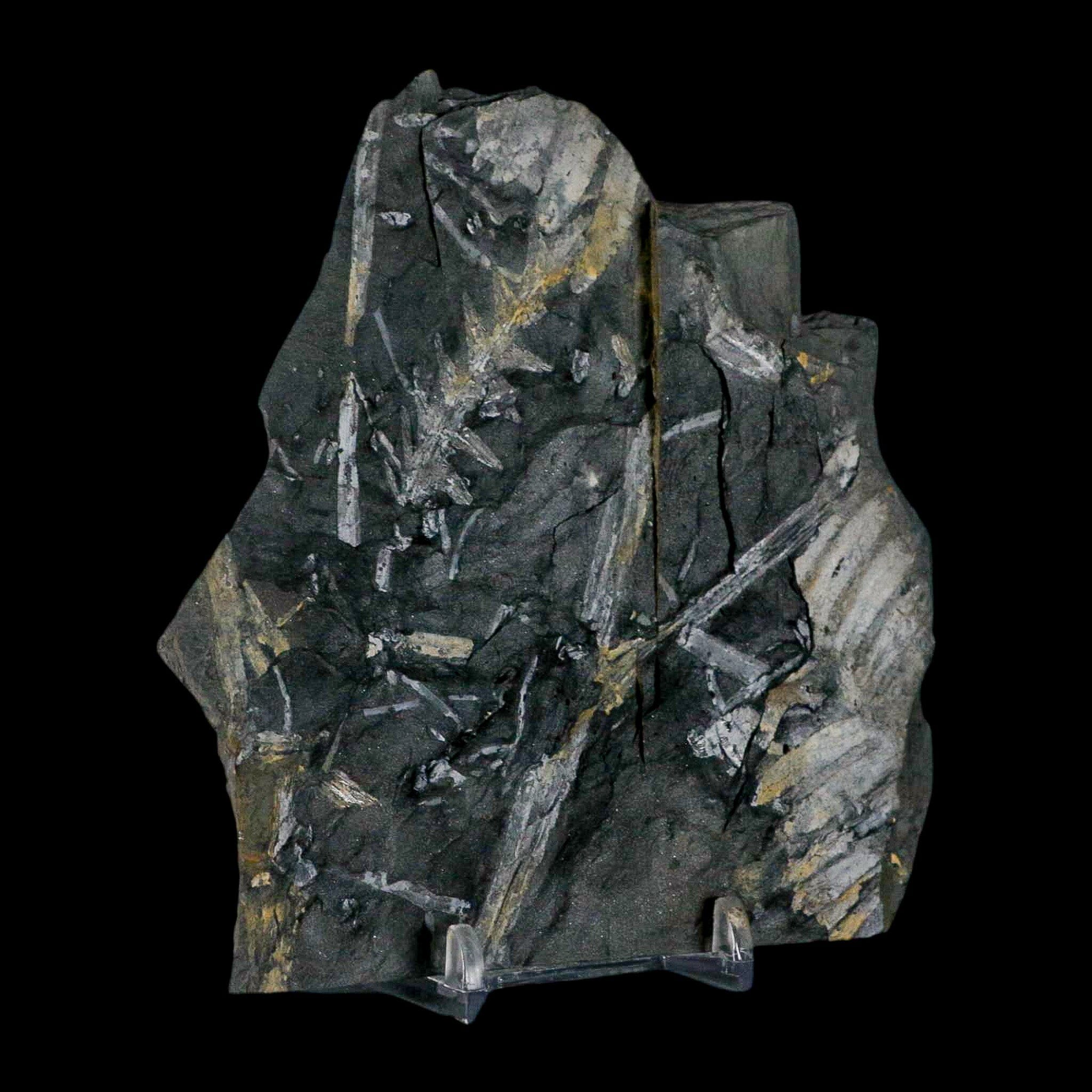 4.7" Alethopteris Fern Plant Leaf Fossil Carboniferous Age Llewellyn FM ST Clair, PA - Fossil Age Minerals