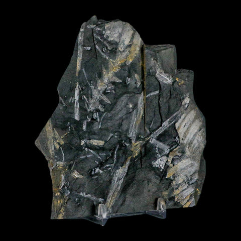 4.7" Alethopteris Fern Plant Leaf Fossil Carboniferous Age Llewellyn FM ST Clair, PA - Fossil Age Minerals