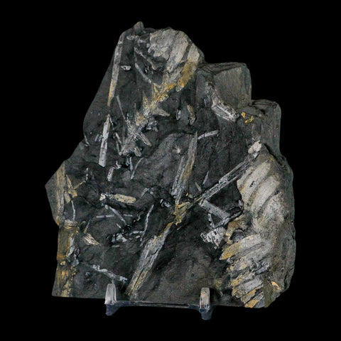 4.7" Alethopteris Fern Plant Leaf Fossil Carboniferous Age Llewellyn FM ST Clair, PA - Fossil Age Minerals