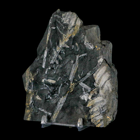 4.7" Alethopteris Fern Plant Leaf Fossil Carboniferous Age Llewellyn FM ST Clair, PA - Fossil Age Minerals