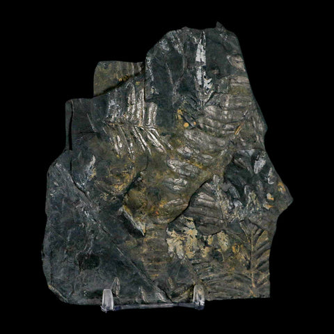 4.7" Alethopteris Fern Plant Leaf Fossil Carboniferous Age Llewellyn FM ST Clair, PA - Fossil Age Minerals