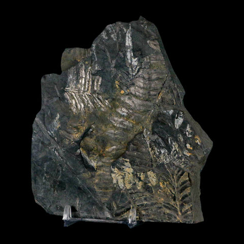 4.7" Alethopteris Fern Plant Leaf Fossil Carboniferous Age Llewellyn FM ST Clair, PA - Fossil Age Minerals